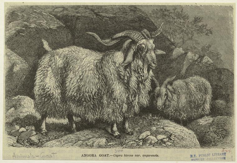 Drawing of an Angora goat 